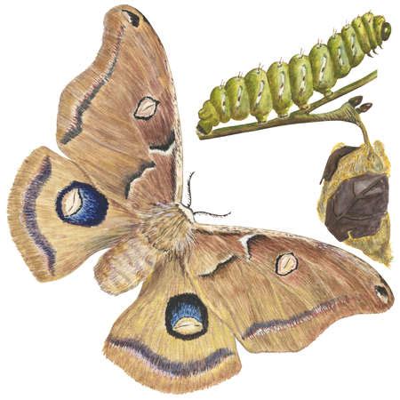 Stock Illustration - The life stages of a Polyphemus moth (Antheraea polyphemus)