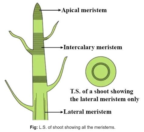 Meristematic Cells in Biology: Definition, Types and Importance | AESL