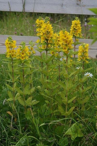 Lysimachia punctata (Dotted Loosestrife, Garden Loosestrife, Large Yellow Loosestrife ...