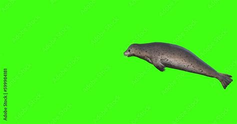 3d realistic seals swimming on the green screen background, seals right to left side swim on ...