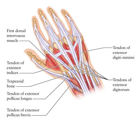 Dorsal Hand Ligaments