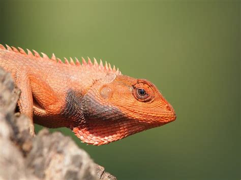 Lizard stock image. Image of colorful, orange, exotic - 36242227