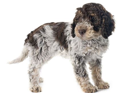 Lagotto Romagnolo - Dog Breed Guide