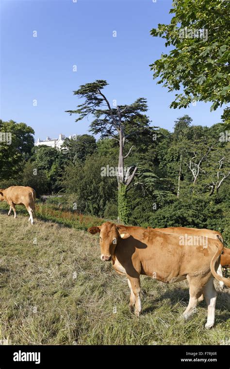 Cattle in Saltram estate, Devon Stock Photo - Alamy