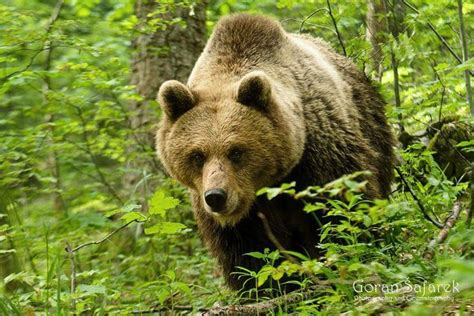 [VIDEO] Wildlife Croatia: Bears in Gorski Kotar | Croatia Week | Bear ...