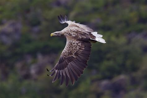 5 Mind-bogglingly Massive Eagle Species - OutdoorHub