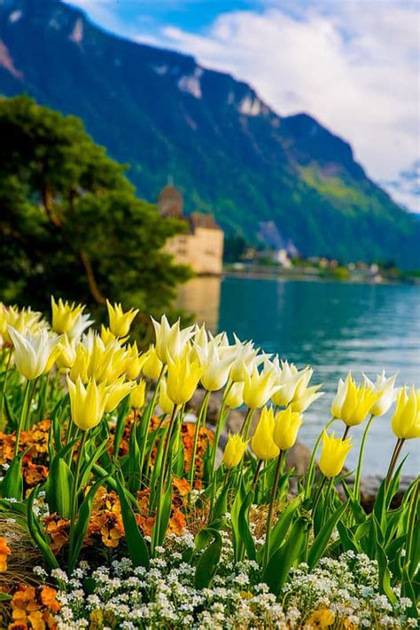 Tulips of Switzerland - Julia's Album