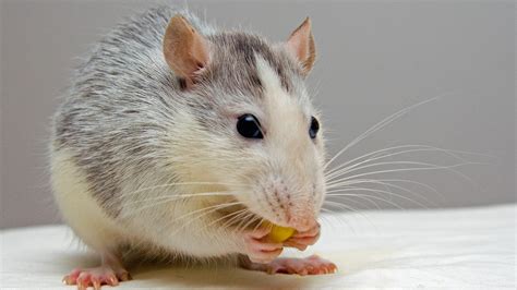 Rat Fact Sheet | Blog | Nature | PBS