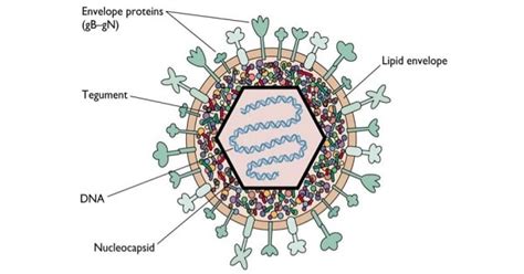 Pox Virus - New