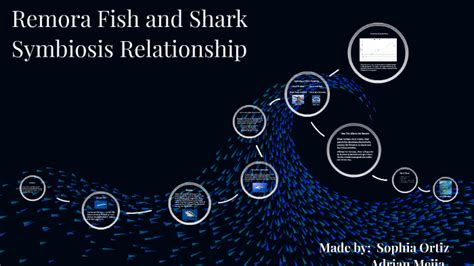 Remora Fish and Shark Symbiosis Relationship and how Humans are Affecting it. by Ruben Mohme on ...