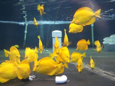 Yellow Tang Captive Breeding Program Gets Big Funding Boost | AquaNerd