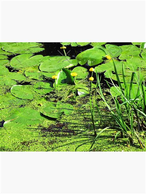 "Green water with nuphar flowers photography | green river summer aesthetic photo" Poster for ...