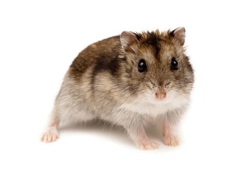 Dwarf Hamster - Facts and Beyond | Biology Dictionary