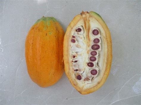 Research work to ascertain cocoa varieties in SI piloted – My SIG Services Portal