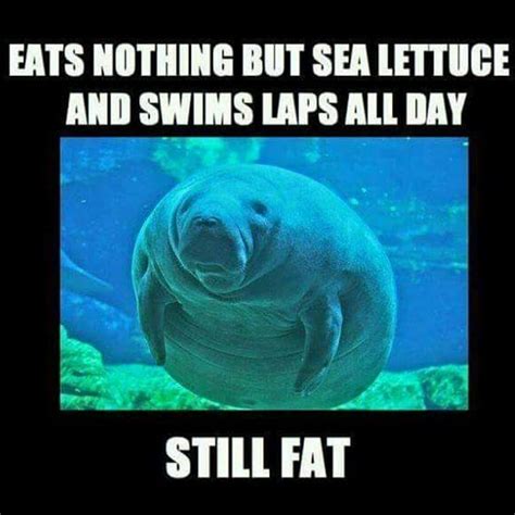 Still fat | Manatee | Manatee, Manatees funny, Funny memes