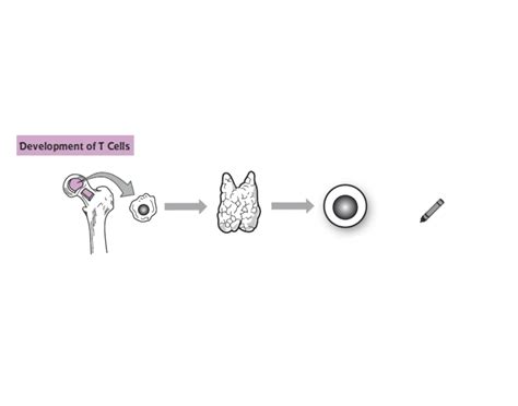 Development of T Cells Quiz