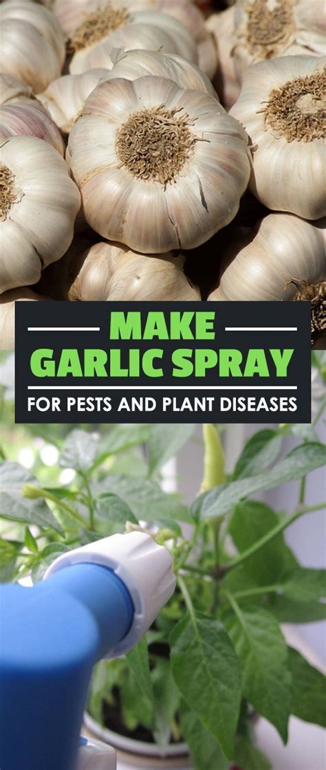 Garlic spray is one of the cheapest and most eco-friendly way to treat ...