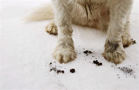 Pet Odor & Stain Removal Carpet Treatment Services in Dallas-Fort Worth