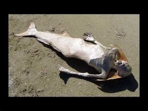 Real Mermaid Dead Body Found After Tsunami Proof of Mermaids Existence ...