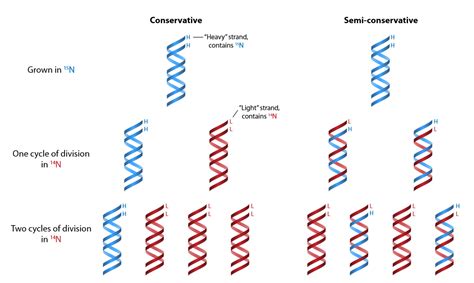 Semiconservative Replication