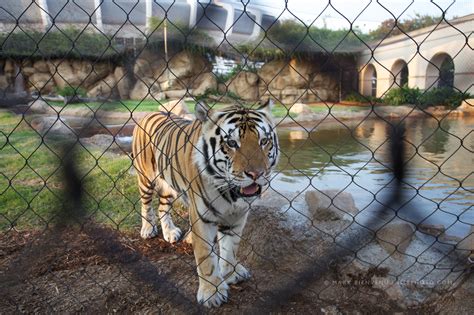 Mark Bienvenu // Architectural Photographer | Mike the Tiger at LSU