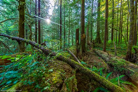 Forest Animals: Quinault Rain Forest Animals