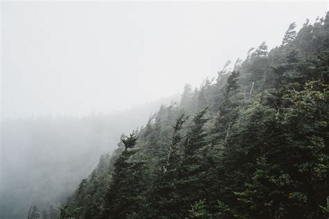 windswept trees on a slope on the appalachian trail, windswept trees on a slope 4k HD Wallpaper