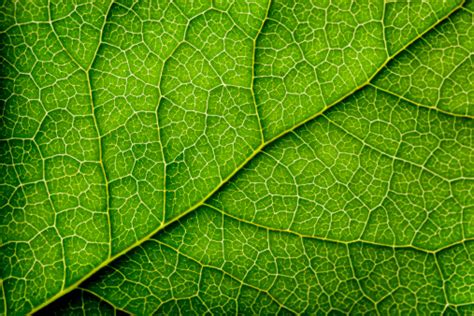 750+ Leaf Texture Pictures | Download Free Images on Unsplash