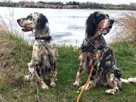 Setters Gordon Setter, Bird Dogs, English Setter, Red Dog, Springer Spaniel, Beautiful Dogs ...