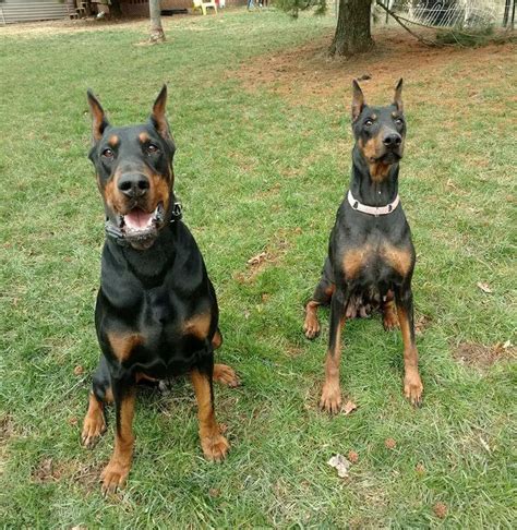 AKC Doberman Puppies for Sale - Puppies Club | Puppies Breeds | Puppies For Sale