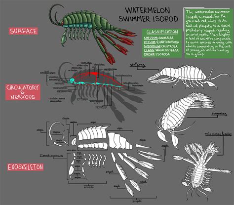 Isopod Anatomy - Anatomy Book