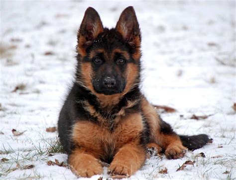 Beautiful dog and Pose | German shepherd dogs, German shepherd ...