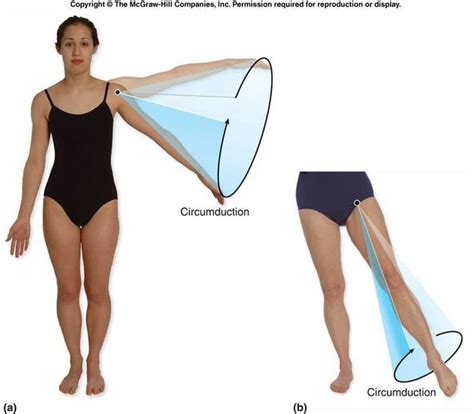 Circumduction is when a long bone circumscribes a conical space ...