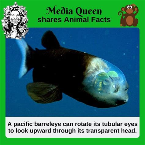 Did you know that a pacific barreleye can rotate its tubular eyes to ...