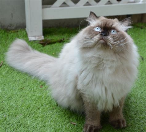 Himalayan Cat Personality Traits: How Do Himalayan Cats Act?