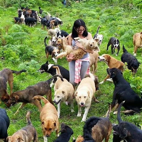 The Incredible Costa Rica Dog Sanctuary Where 900 Strays Roam Free