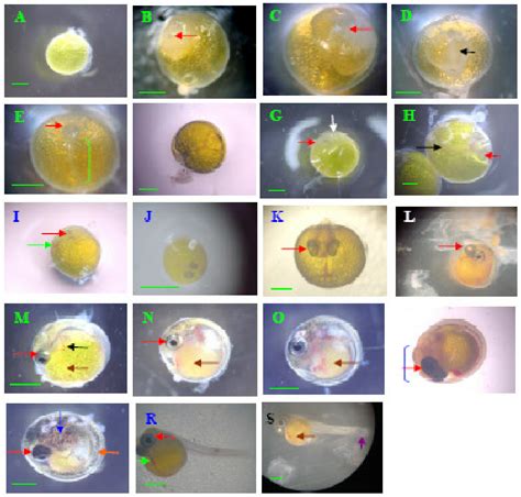 The development stage of Gatul fish embryo. (A-C) early stage embryo;... | Download Scientific ...