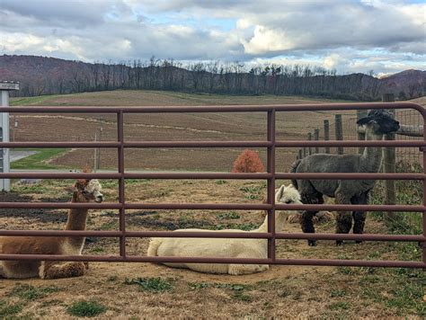 Alpaca Farm - The Trek