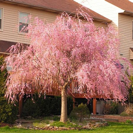 Double Pink Weeping Cherry Blossom Tree - Bright pink blossoms cascade – Online Orchards