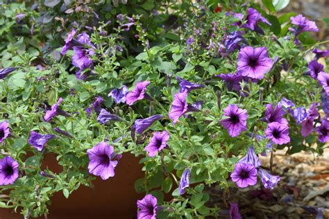Purple Petunias Flowers Free Stock Photo - Public Domain Pictures
