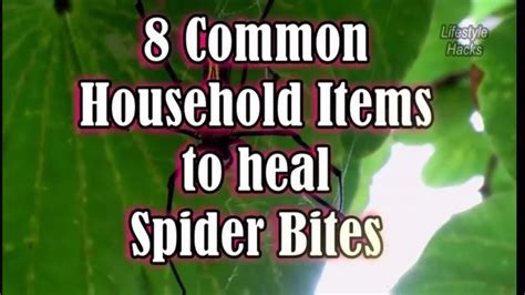 8 Common Household Items to treat Spider Bites | Spider bites, Bitten ...