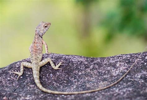 Interesting Information & Facts About Lizard for Children