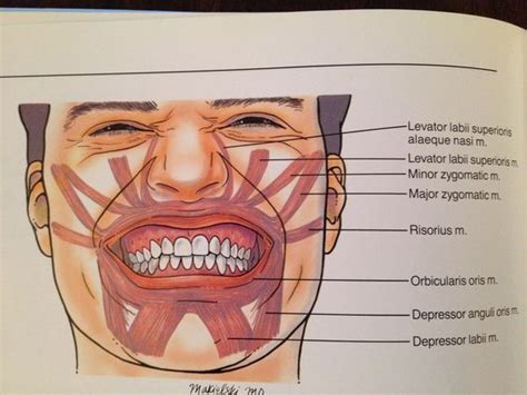 human biology - How can we move our lips even though they don't have ...