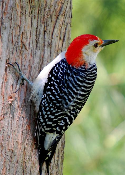 Woodpecker