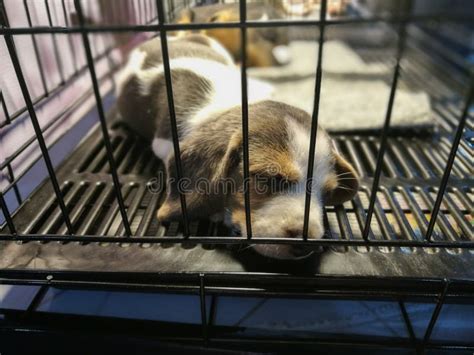 Puppies Sleep Inside a Cage Stock Photo - Image of lonely, depressed ...