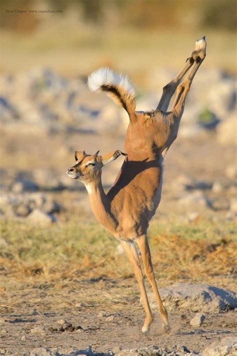 All These Animals Want To Do Is Dance (15 Photos) | Nature animals, Animals, Animals beautiful