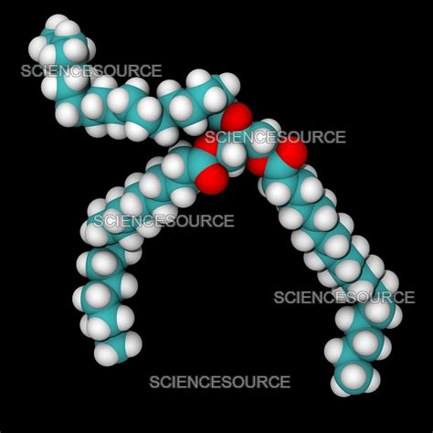 Photograph | Triglyceride Molecule Model, 3D | Science Source Images