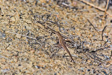 This Side-blotched lizard has a forked tail (Taken 11/01/2015 Irvine ...