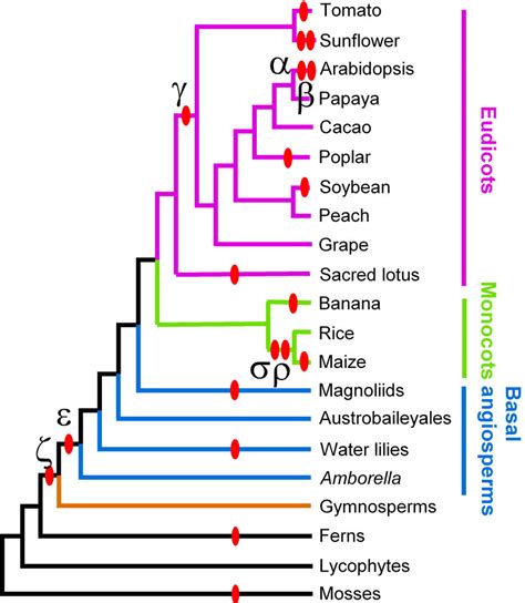 Overview of land plant phylogeny showing the relationships among major... | Download Scientific ...