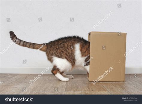 4,583 Cat inside box Images, Stock Photos & Vectors | Shutterstock